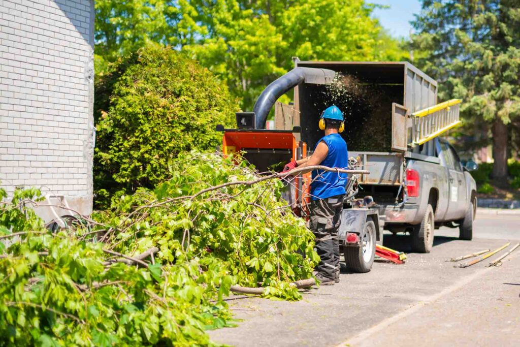 Tree services, tree lopping and removal in Mildura
